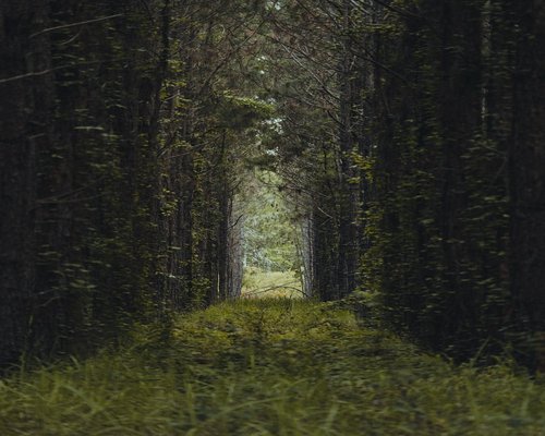 green forest path nature